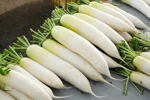 Китайская редька