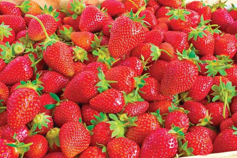 Fragaria 'Ozark Beauty' (Вечнозеленая клубника)