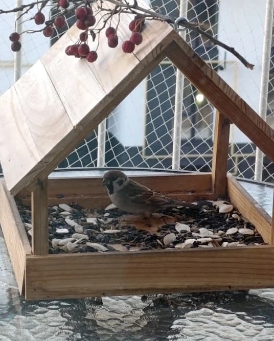 Кормушки для птиц в моем саду