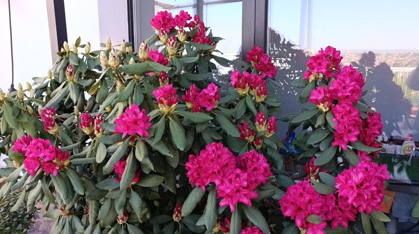 Рододендрон гибридний "Нова Зембла" (Rhododendron Nova Zembla).