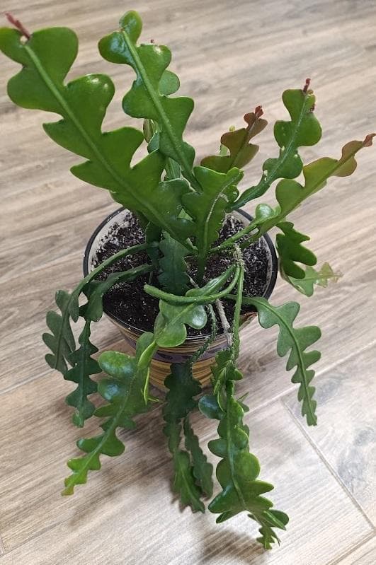 Дизокактус угловатый (лат. Disocactus anguliger, или Epiphyllum anguliger)