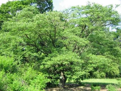 Бархат китайский