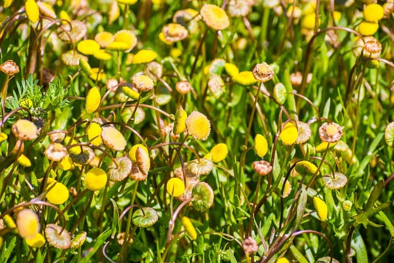 Cotula coronopifolia (Золотые пуговицы)