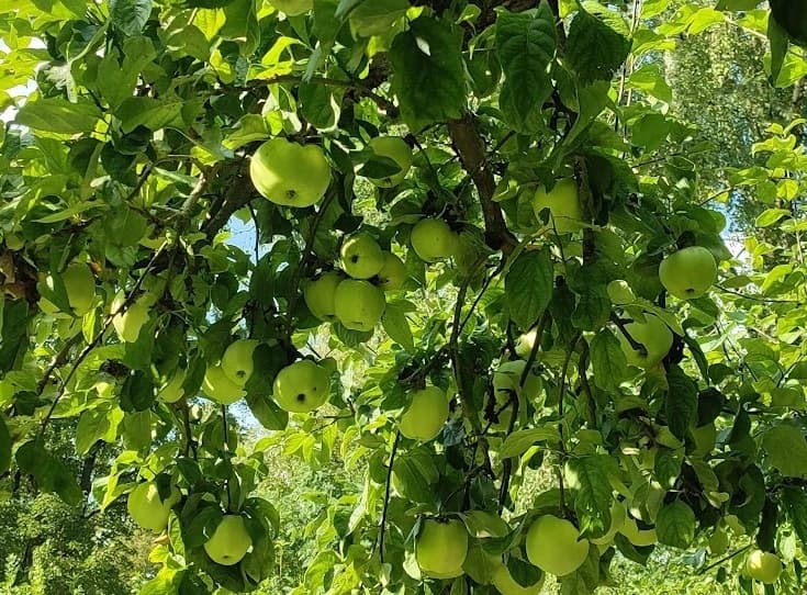 Не антоновка, но похожие