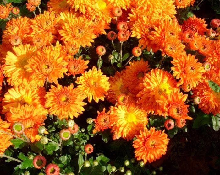 Хризантемы мультифлора (Chrysanthemum multiflora)