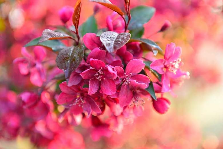 Malus × moerlandsii 'Liset' (Crabapple)