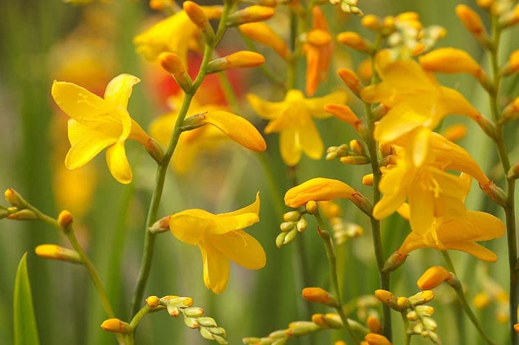 Крокосмия x crocosmiiflora 'Ангельский Мед' 