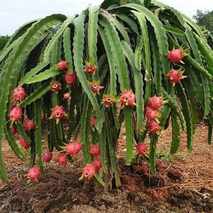 Питахайя (Hylocereus)