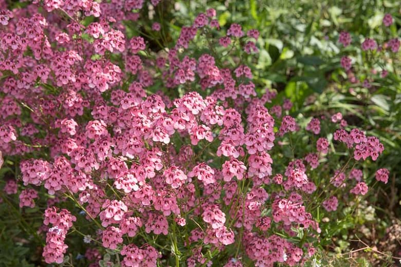 Diascia rigescens (Жесткая двустворчатая шпора)