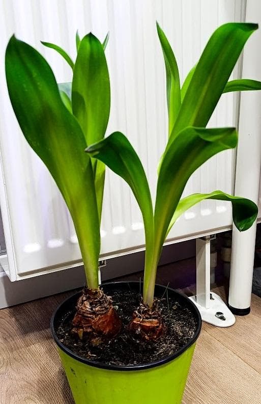 Морской лук (или Urginea maritima, или Drimia maritima)