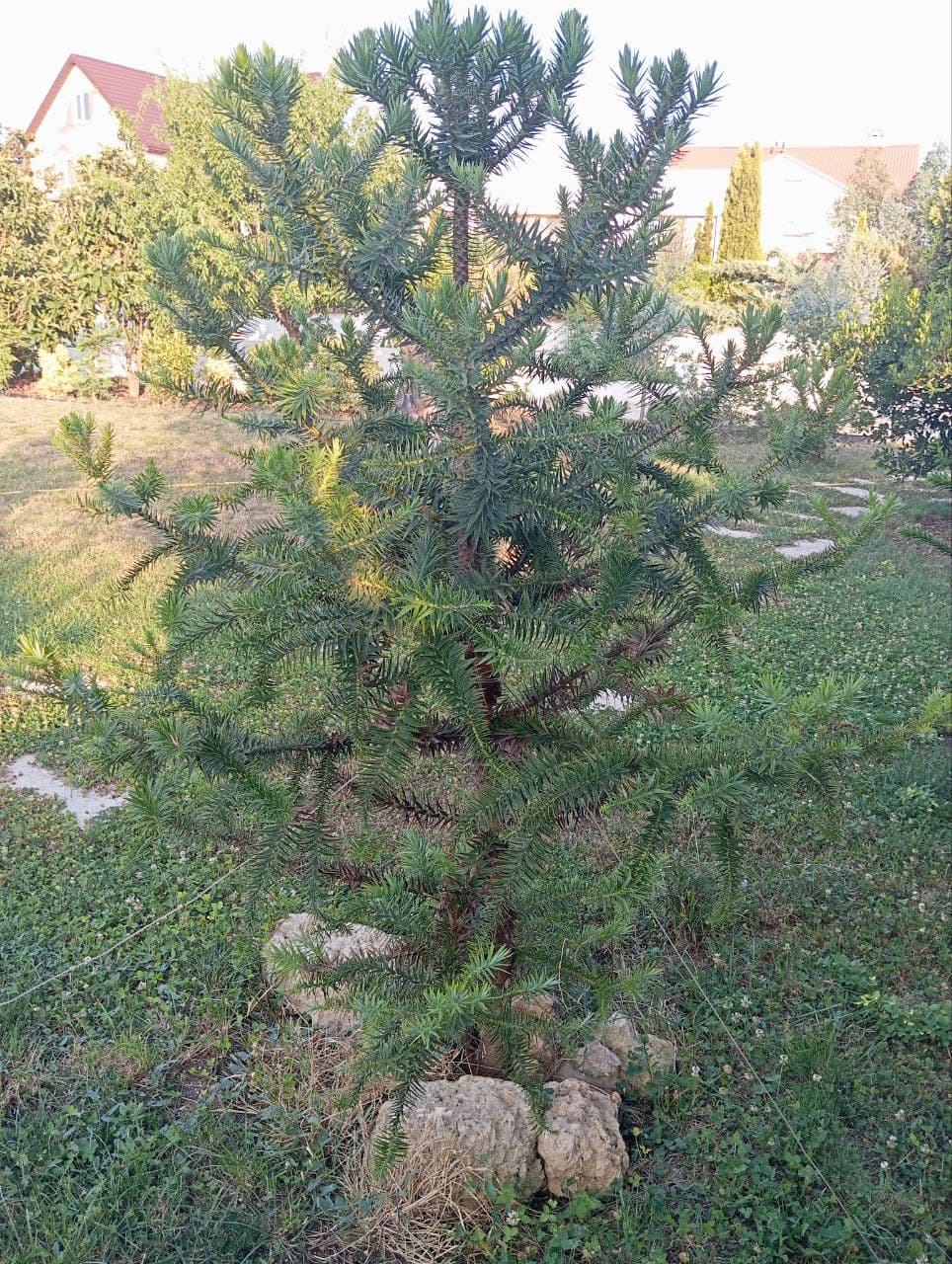 Араукария