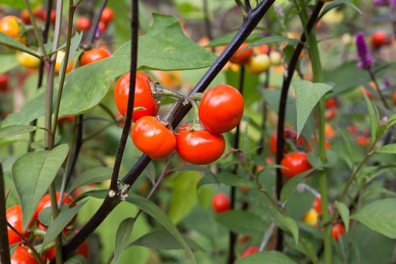 Solanum Integrifolium (Тыква на палочке)