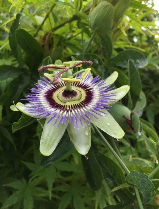 Пассифлора голубая (лат. Passiflora caerulea)
