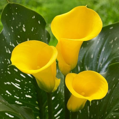 Зантедеския (лат. Zantedeschia), или калла