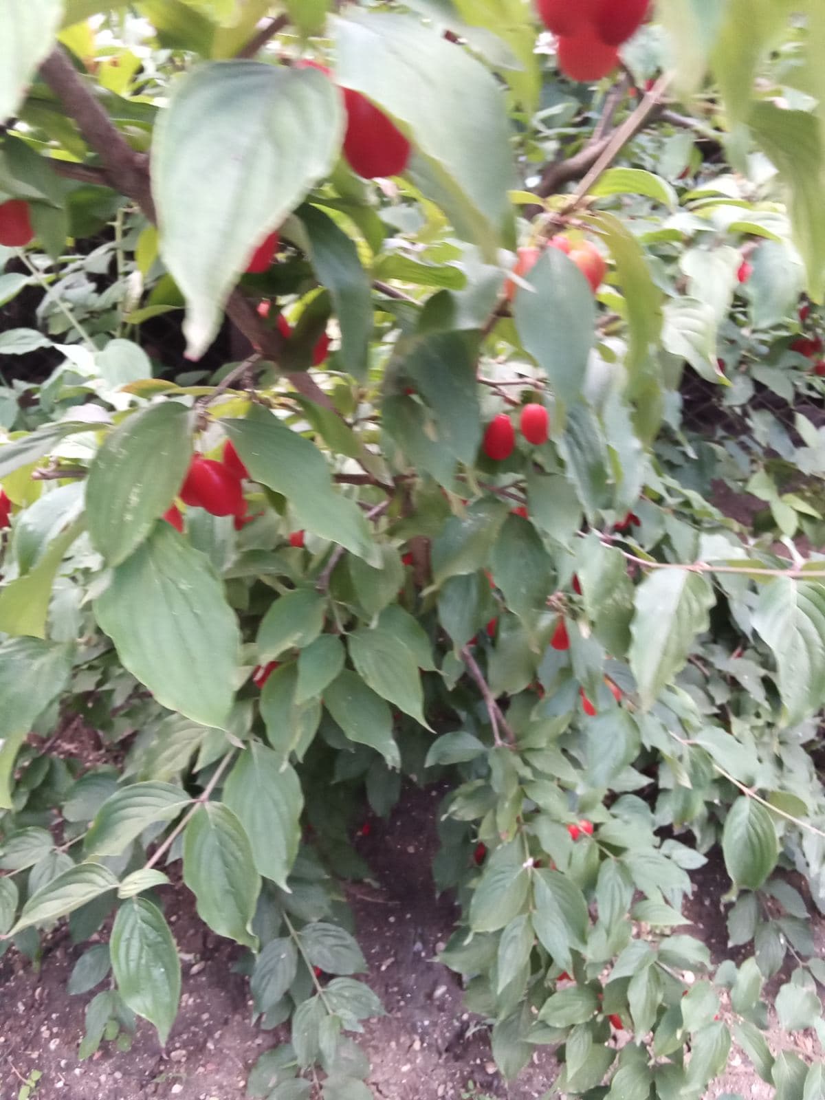 Кизил садовый - красивый, вкусный, полезный.