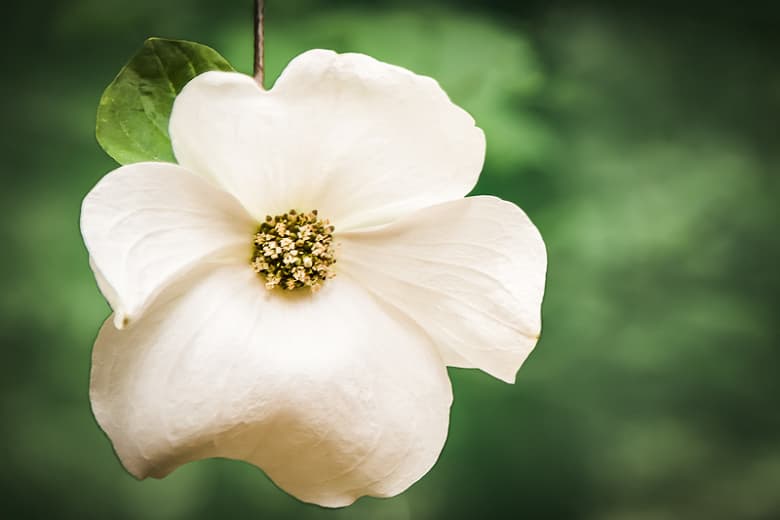 Cornus nuttallii (Тихоокеанский кизил)