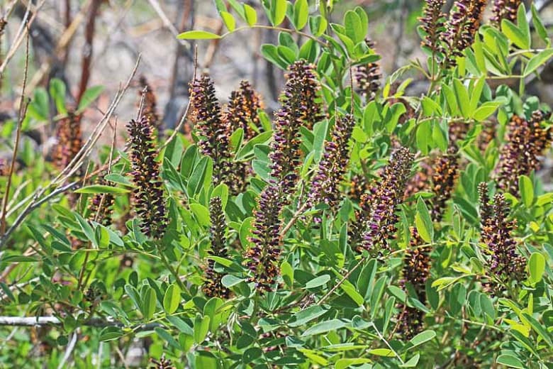 Amorpha fruticosa (Куст Индиго)