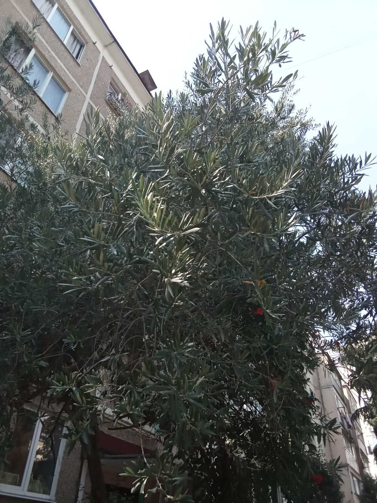 Оливковое дерево в открытом грунте на ЮБК.