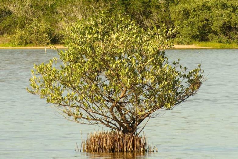Avicennia germinans (Черная мангровая роща)