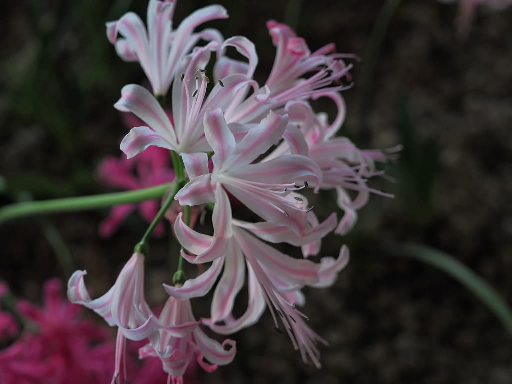 Нерина Боудена (Лилия Гернси), сорт "Albivetta"