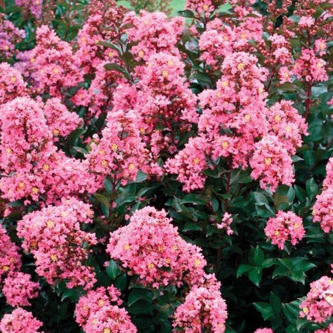 Лагерстремия "Coral Magic"