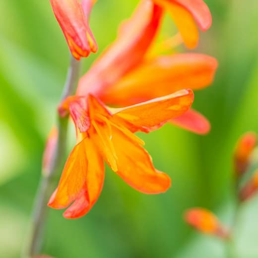 Крокосмия × crocosmiiflora "Звезда Востока" 