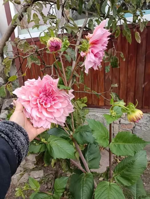 Последний все еще цветущий куст георгин