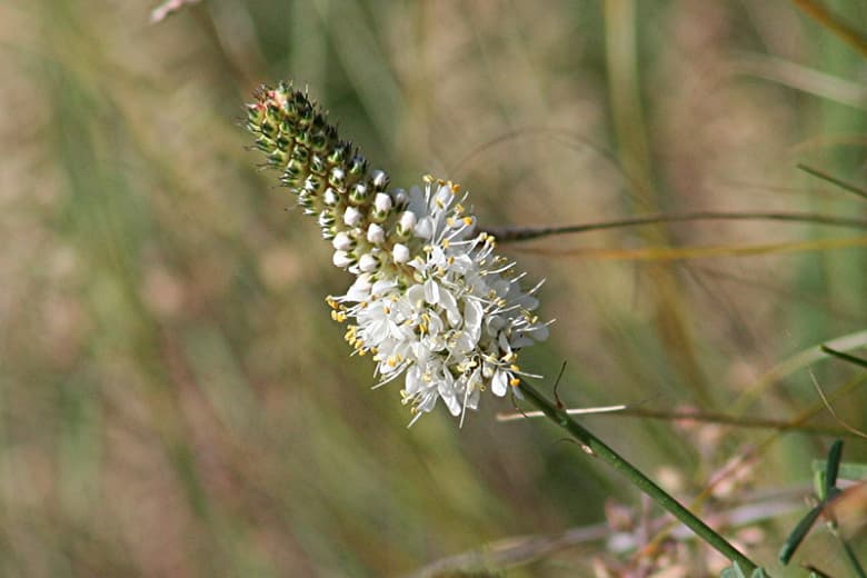 Dalea candida (Белый клевер прерий)