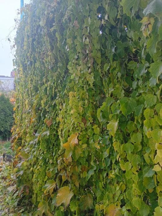 Виноград девичий триостренный Вичи (Parthenocissus tricuspidata Veitchiі)
