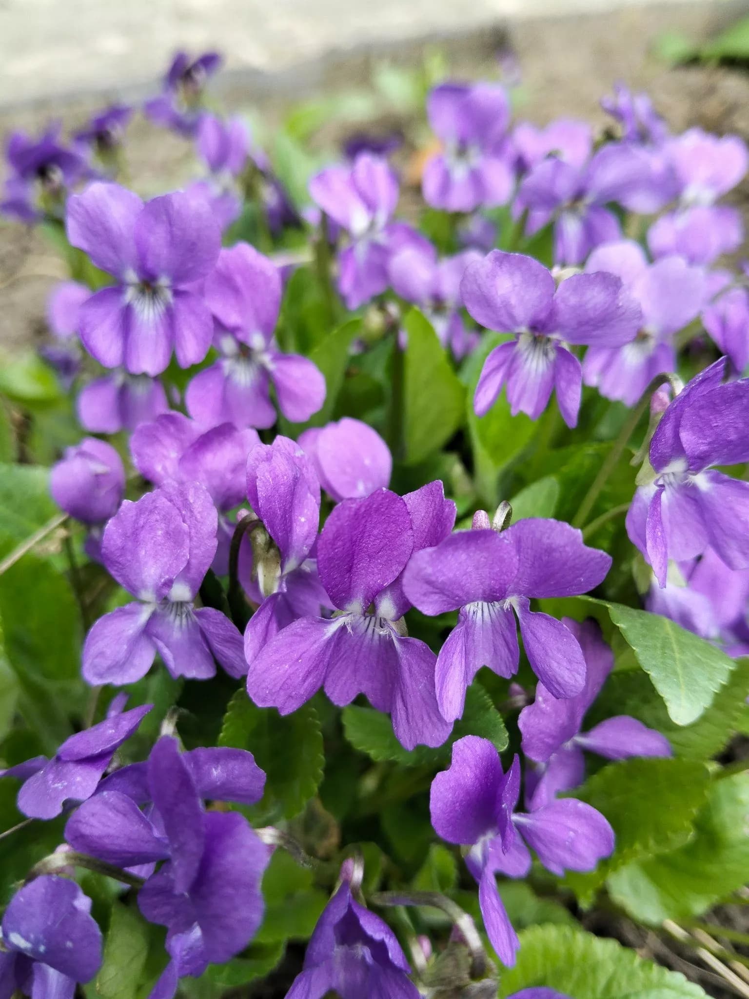 Весенние цветы в нашем саду