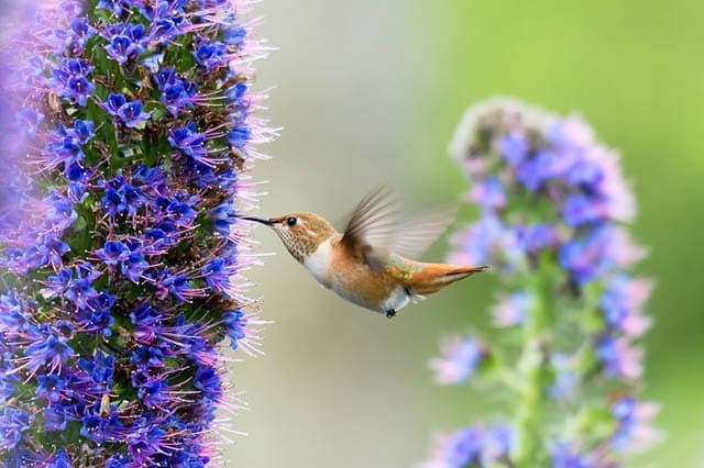 Гордость Мадейры (Echium candicans или Echium fastuosum)