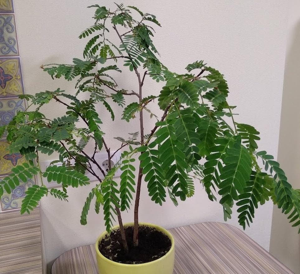 Тамаринд индийский  (лат. Tamarindus indica)