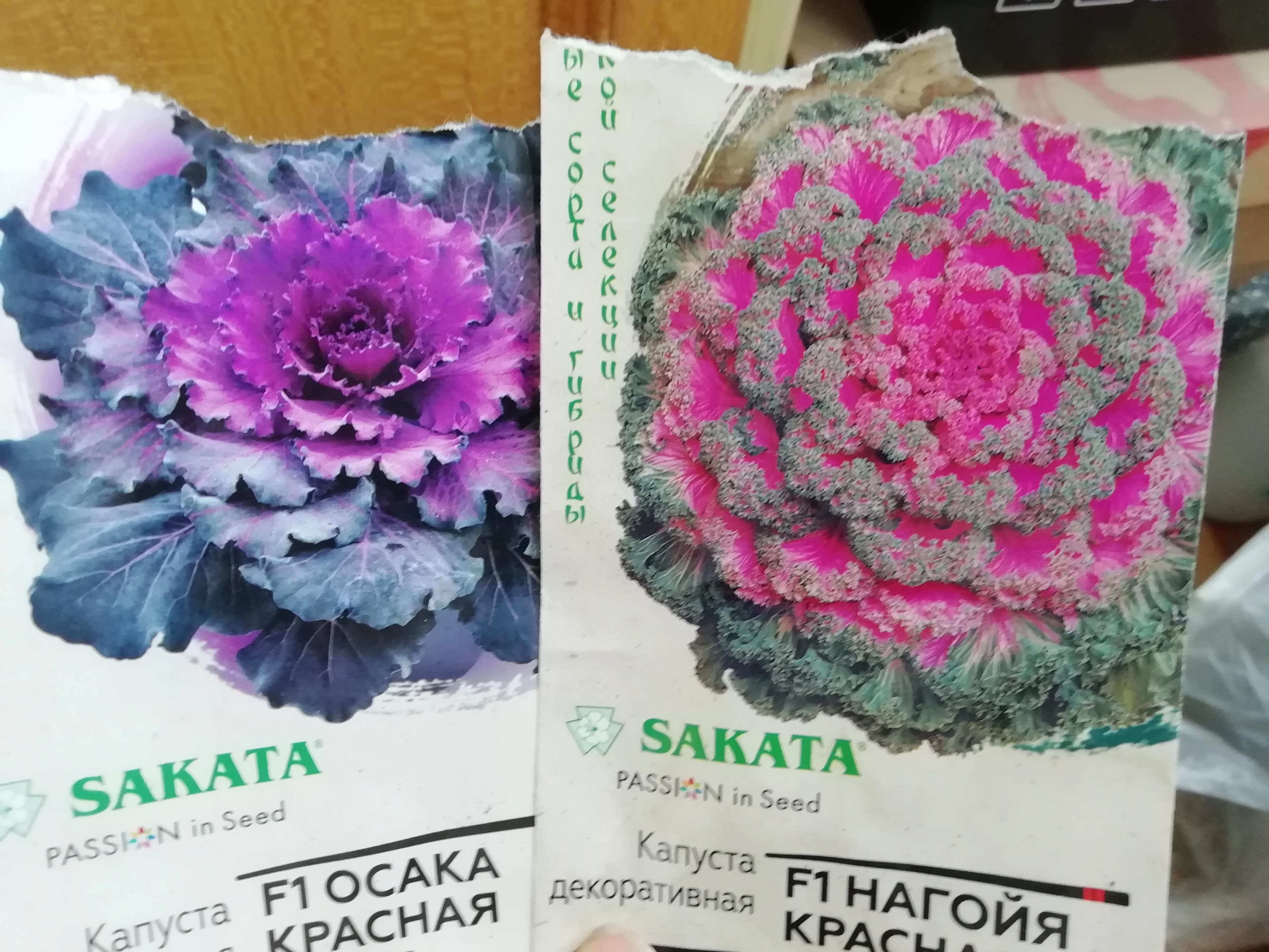 Готовлю рассаду декоративной капусты.