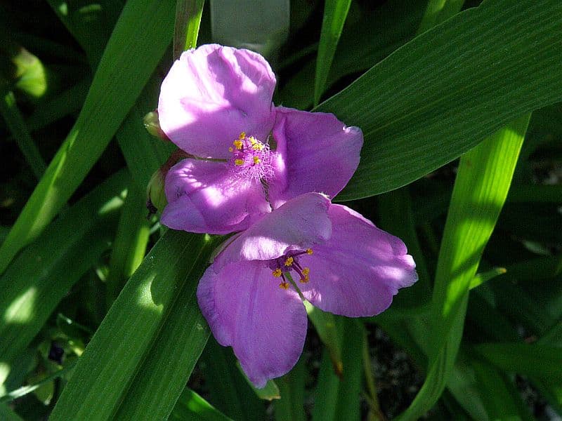 Традесканция западная  ( Луговая, степная )