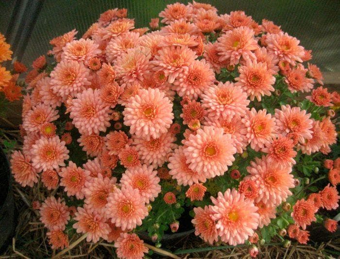 Хризантемы мультифлора (Chrysanthemum multiflora)