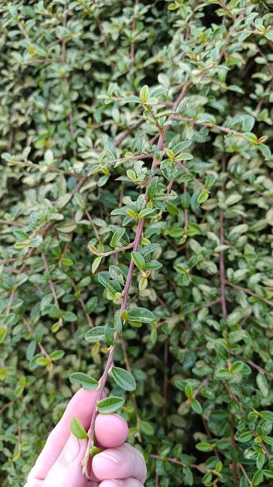 Кизильник горизонтальный (Cotoneaster horizontalis)