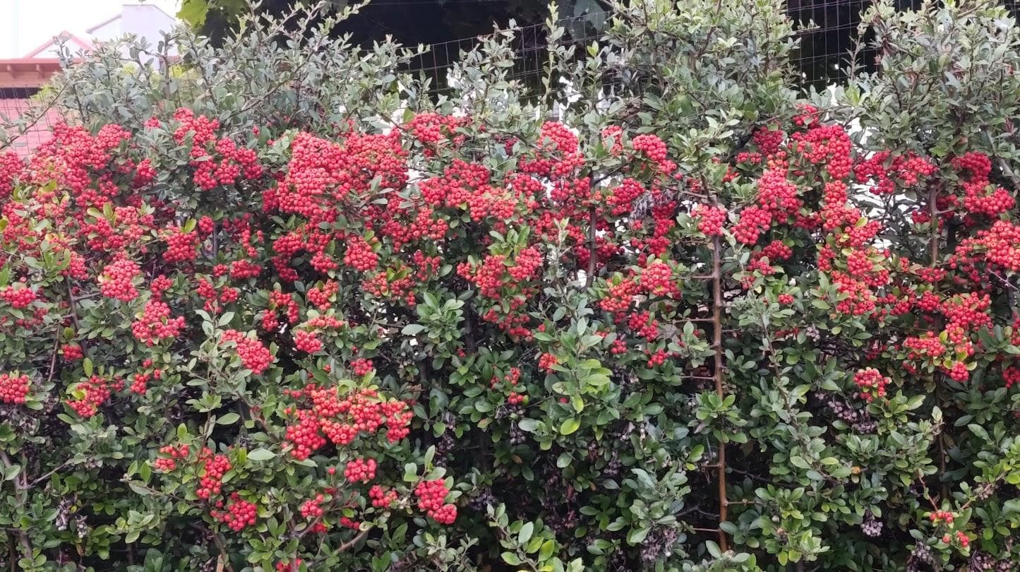 Пираканта "Red Column" (Pyracantha coccinea Red Column)
