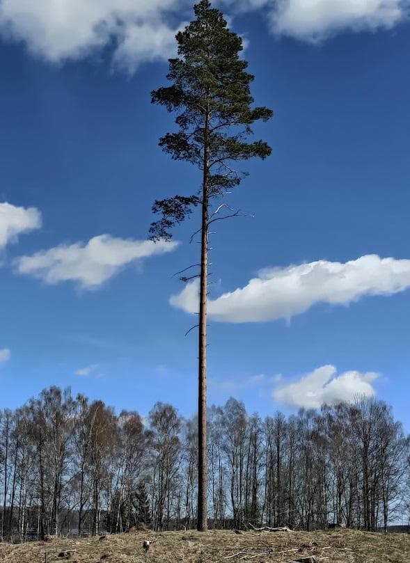 Сосна обыкновенная, или шотландская (Pinus sylvestris)