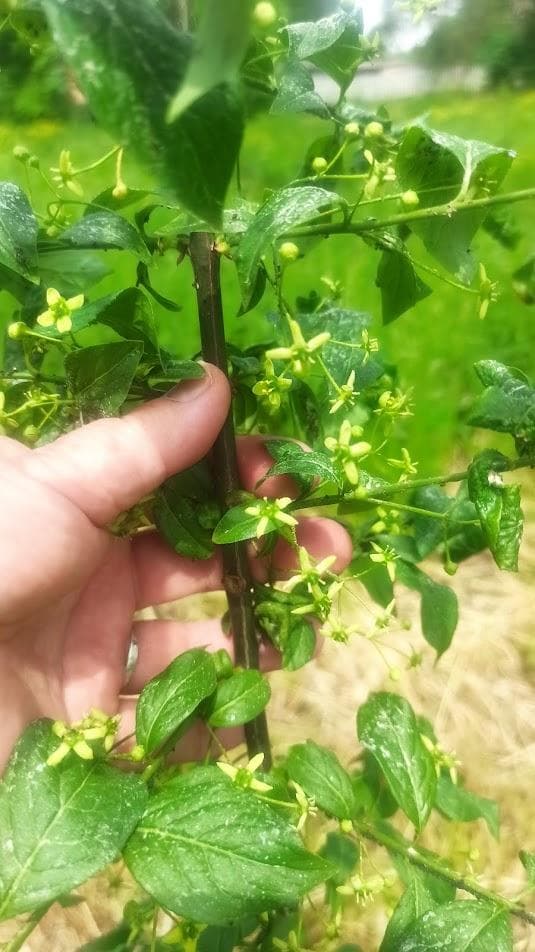 Бересклет европейский (Euonymus europaeus)