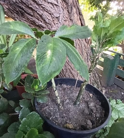 Аморфофаллус (Amorphophallus), или змеиная пальма