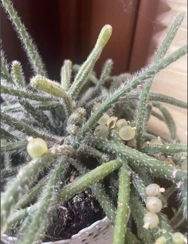 Рипсалис ягодоносный, или омеловый кактус (Rhipsalis baccifera)