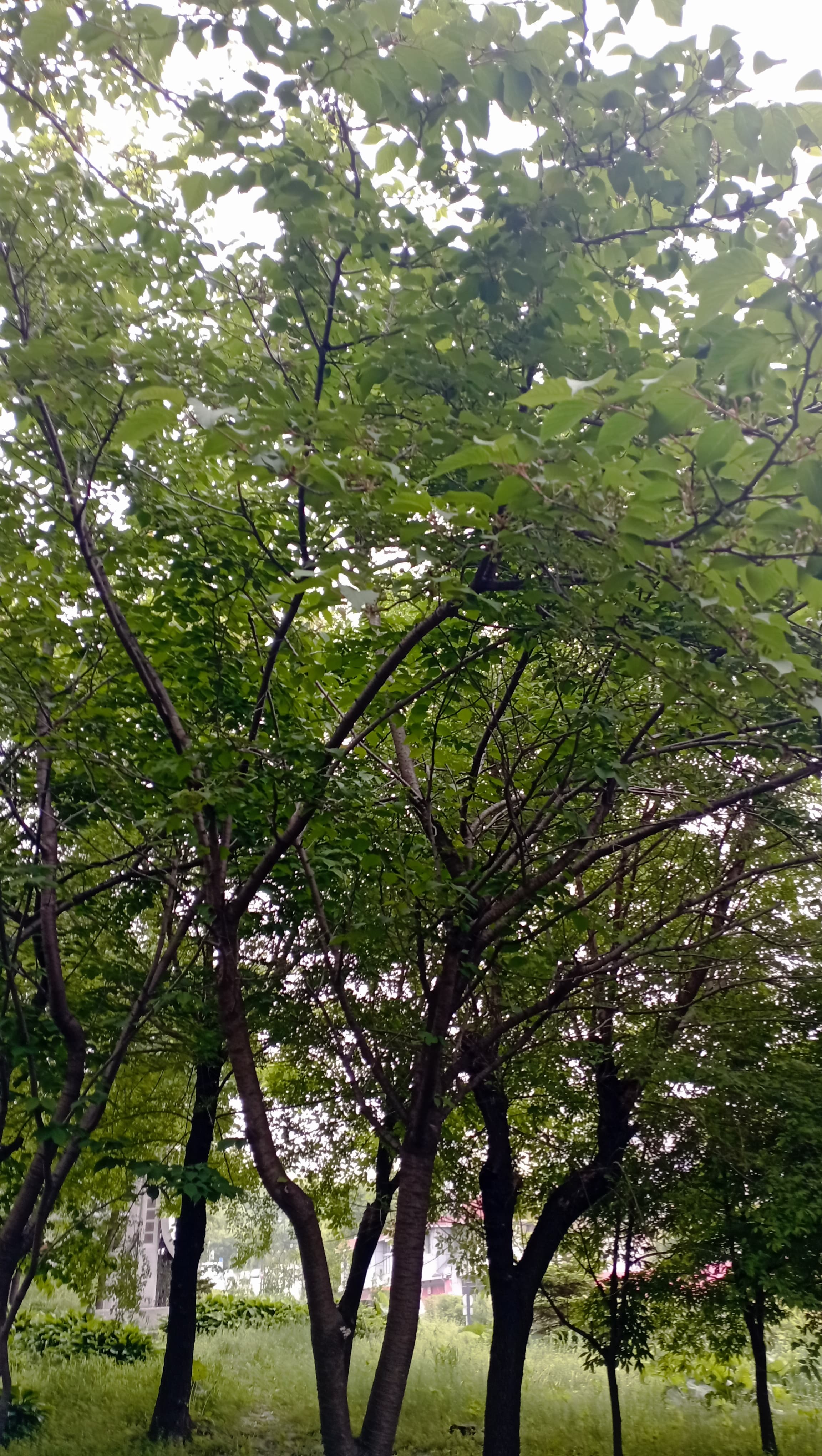 Плоды сакуры