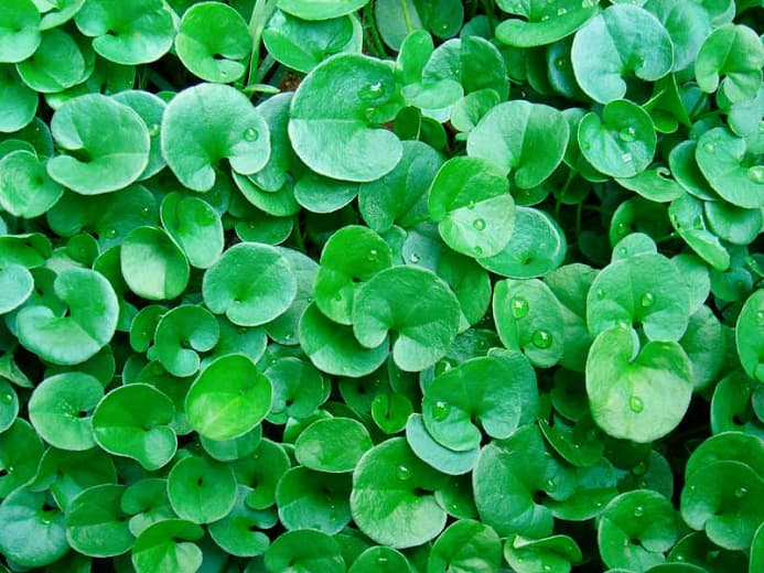 Dichondra repens (Газонный лист)