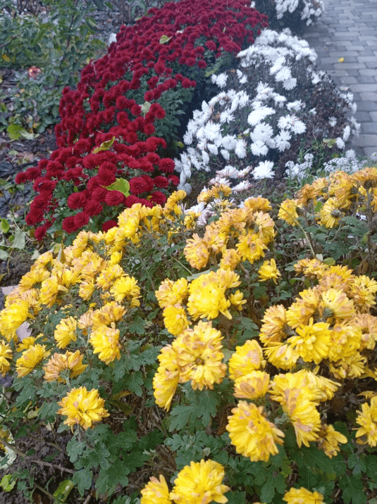 Хризантема садовая (Chrysanthemum Morifolium)