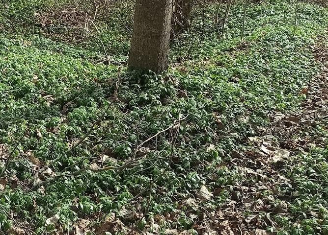 Барвинок малый (Vinca minor)