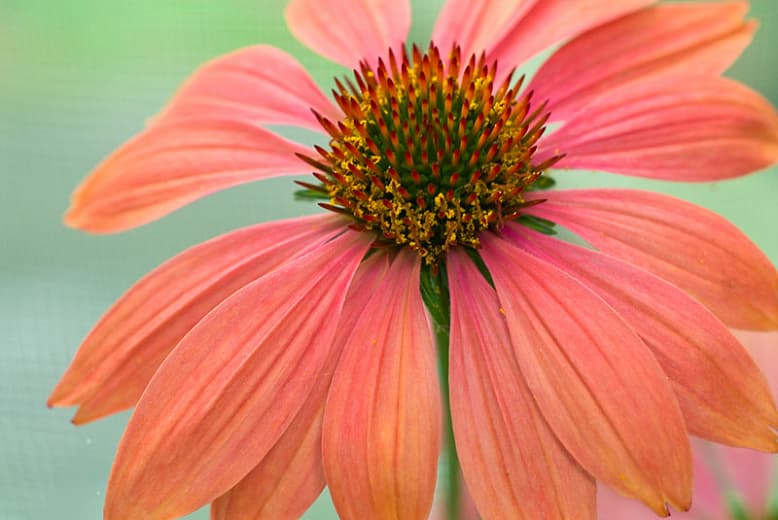 Эхинацея 'Twilight' (Coneflower)