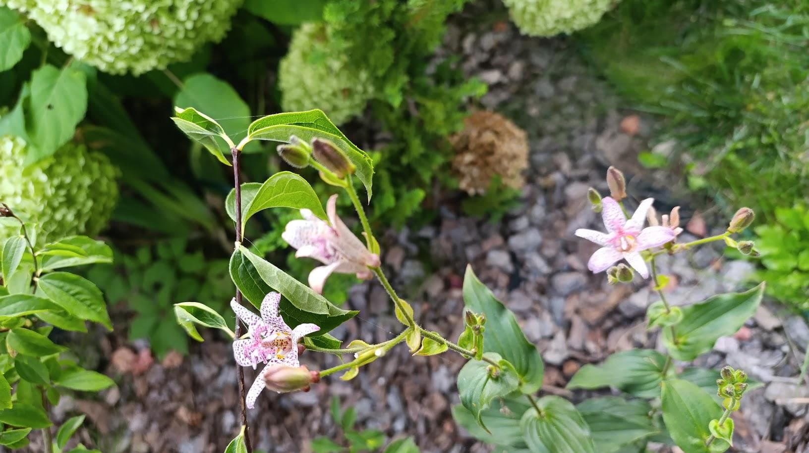 Трициртис волосистый, или коротковолосистый (Tricyrtis hirta), саловая орхидея, жабья лилия