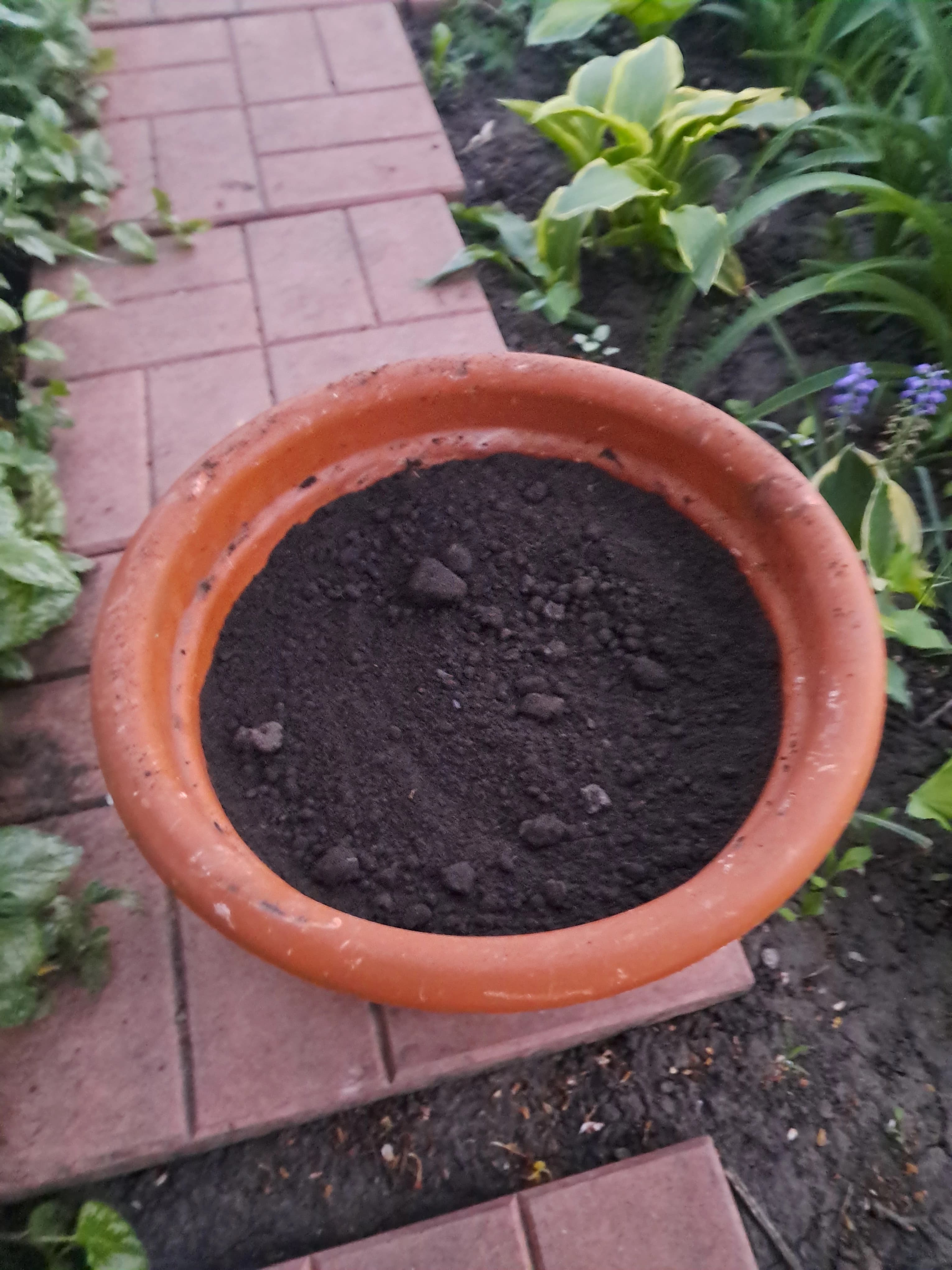 Эксперимент с ясколкой зеленчуковой.