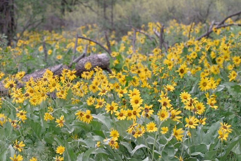 Balsamorhiza sagittata (Бальзамический корень стрелолистный)