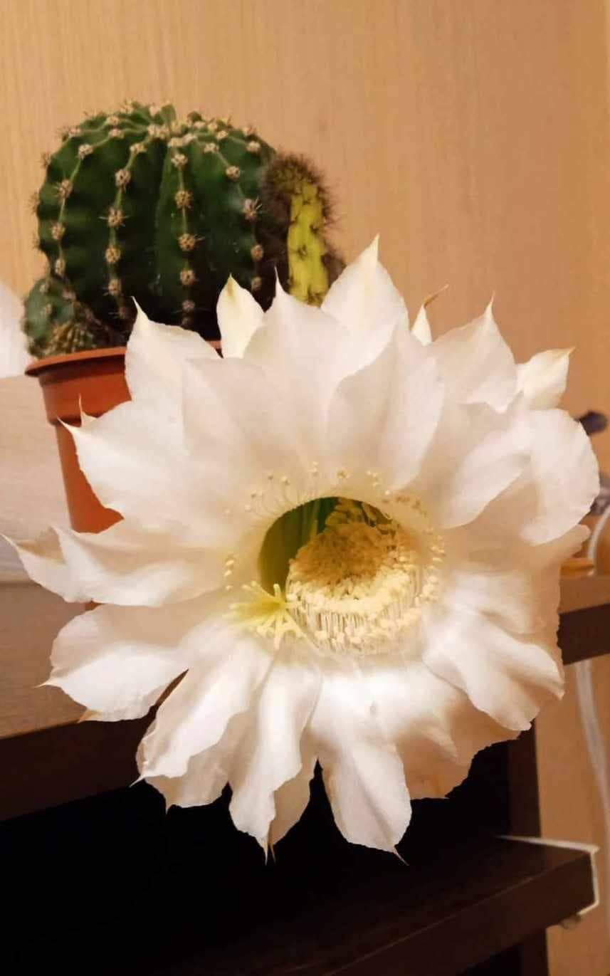 Эхинопсис субденудата (полуобнаженный) - Echinopsis Subdenudata